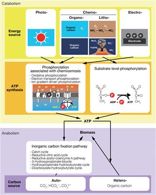 How Thermodynamics Illuminates Population Interactions in Microbial Communities